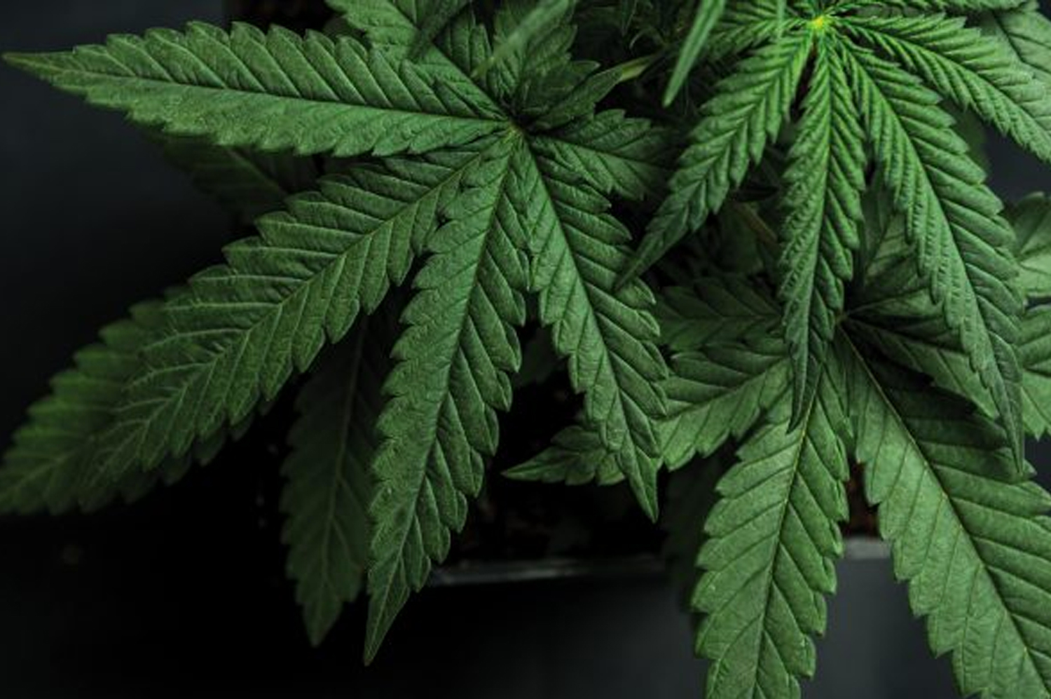 Medical Cannabis - Buy Weed Malta